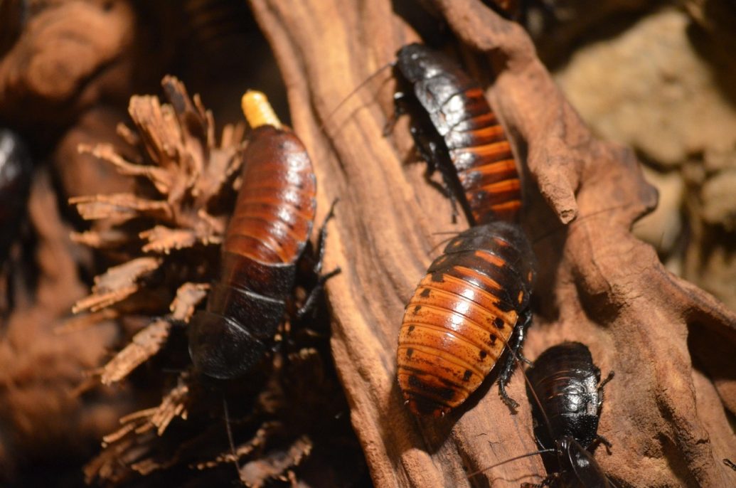 découvrez tout sur les cafards : leur mode de vie, les dangers pour la santé, comment les identifier, s'en débarrasser efficacement et prévenir leur infestation dans votre maison.